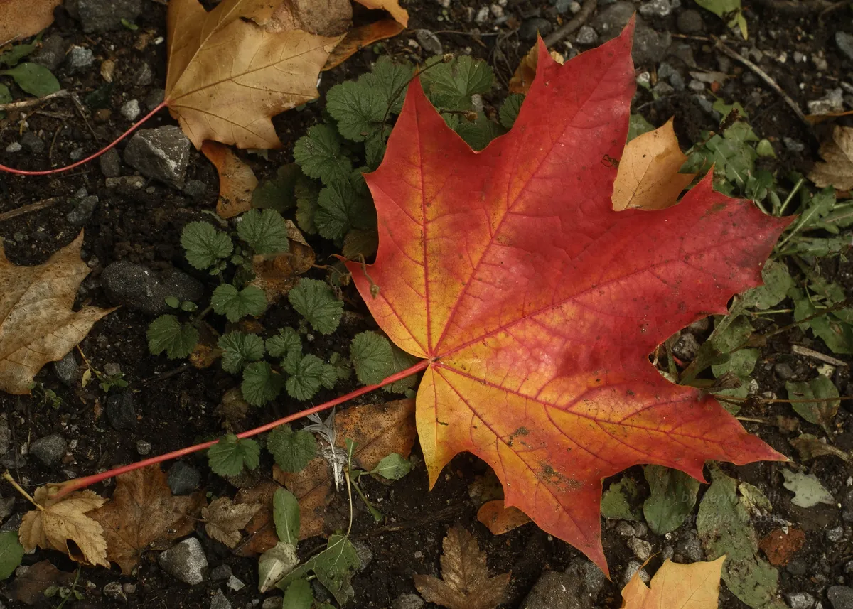 A red and yellow autumnal leaf sits on the ground, surrounded by dirt and other leaves