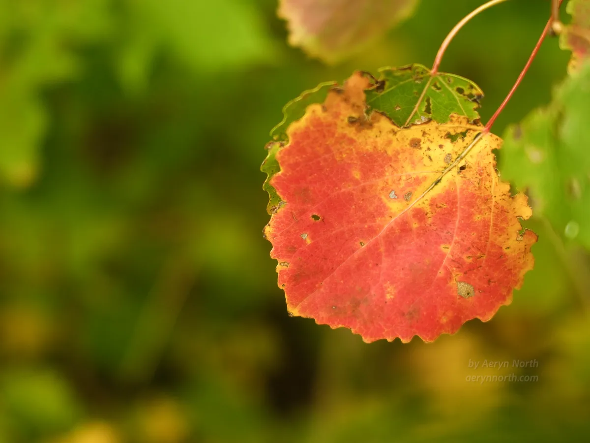A bright red autumnal leaf against a blurry green background.