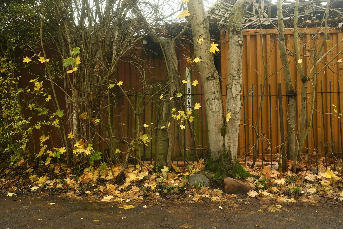 A line of trees in front of a metal fence and shipping containers. Yellow and brown leaves on the ground.