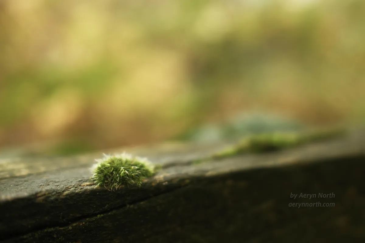 A small lump of moss growing on a wooden fence. The background is blurred.