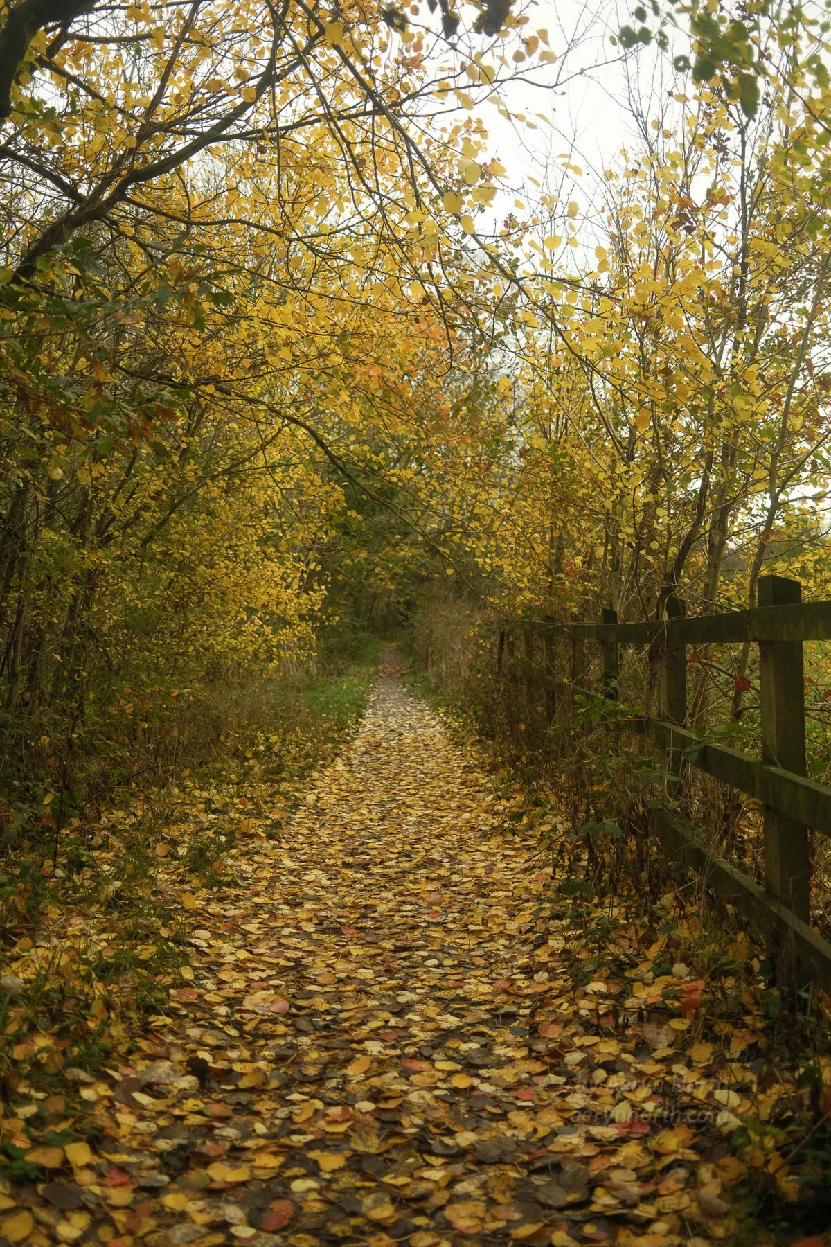 A forest path with yellow autumnal leaves on the ground.