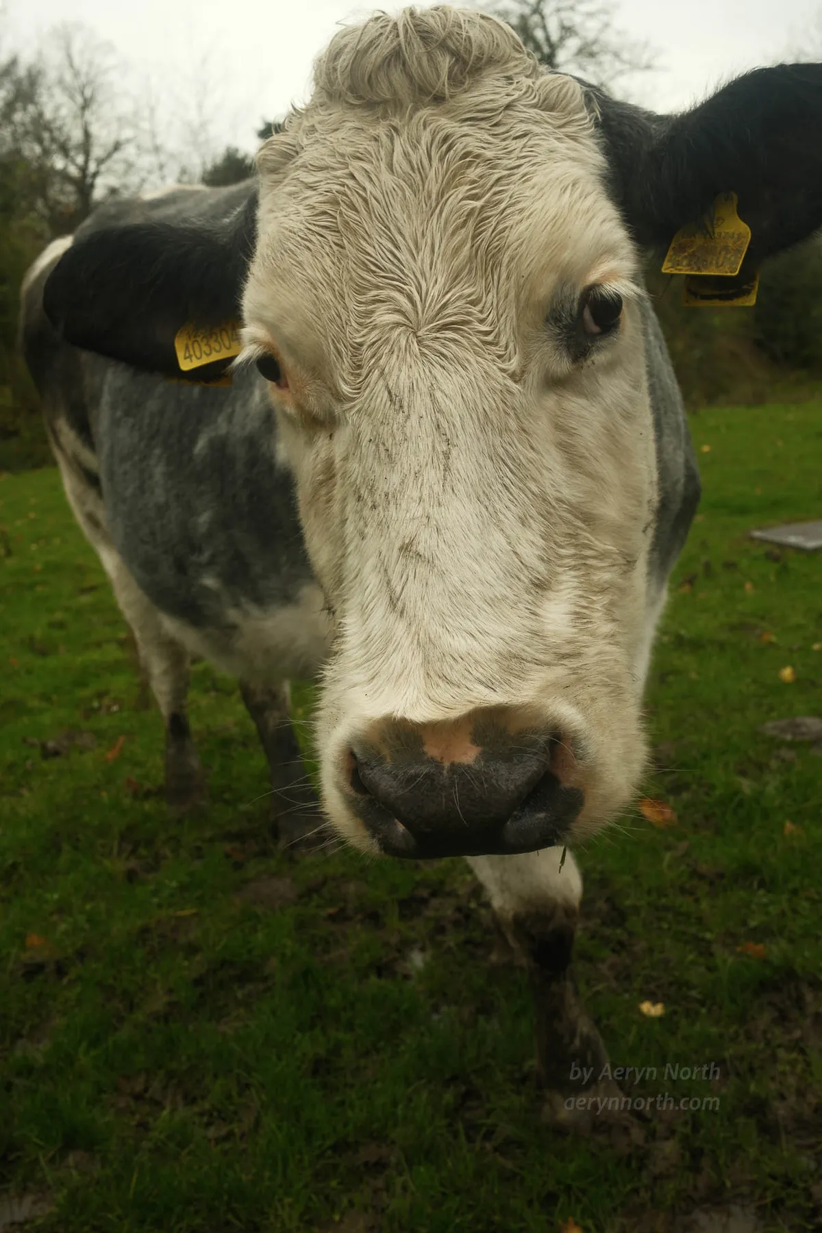 A close-up view of a cow looking at the viewer.