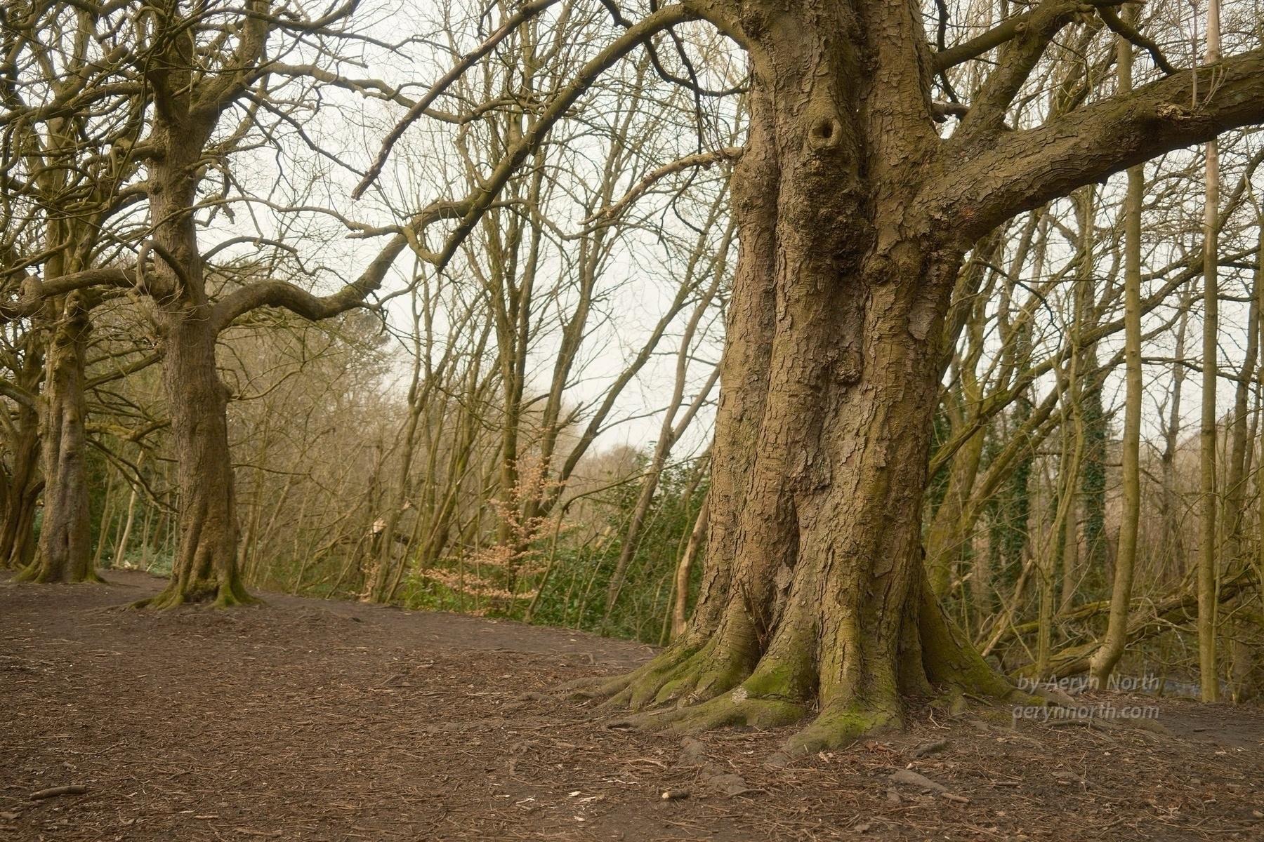 A tree trunk in the foreground with bare-branch trees around, and a grey sky above