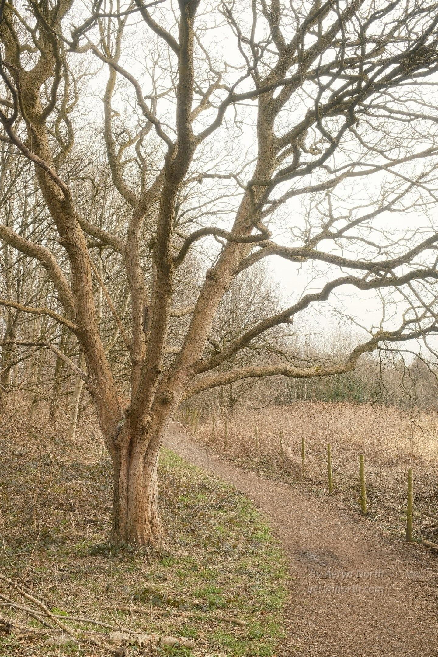 A bare-branch tree on a grey day. A pathway runs along the right hand side