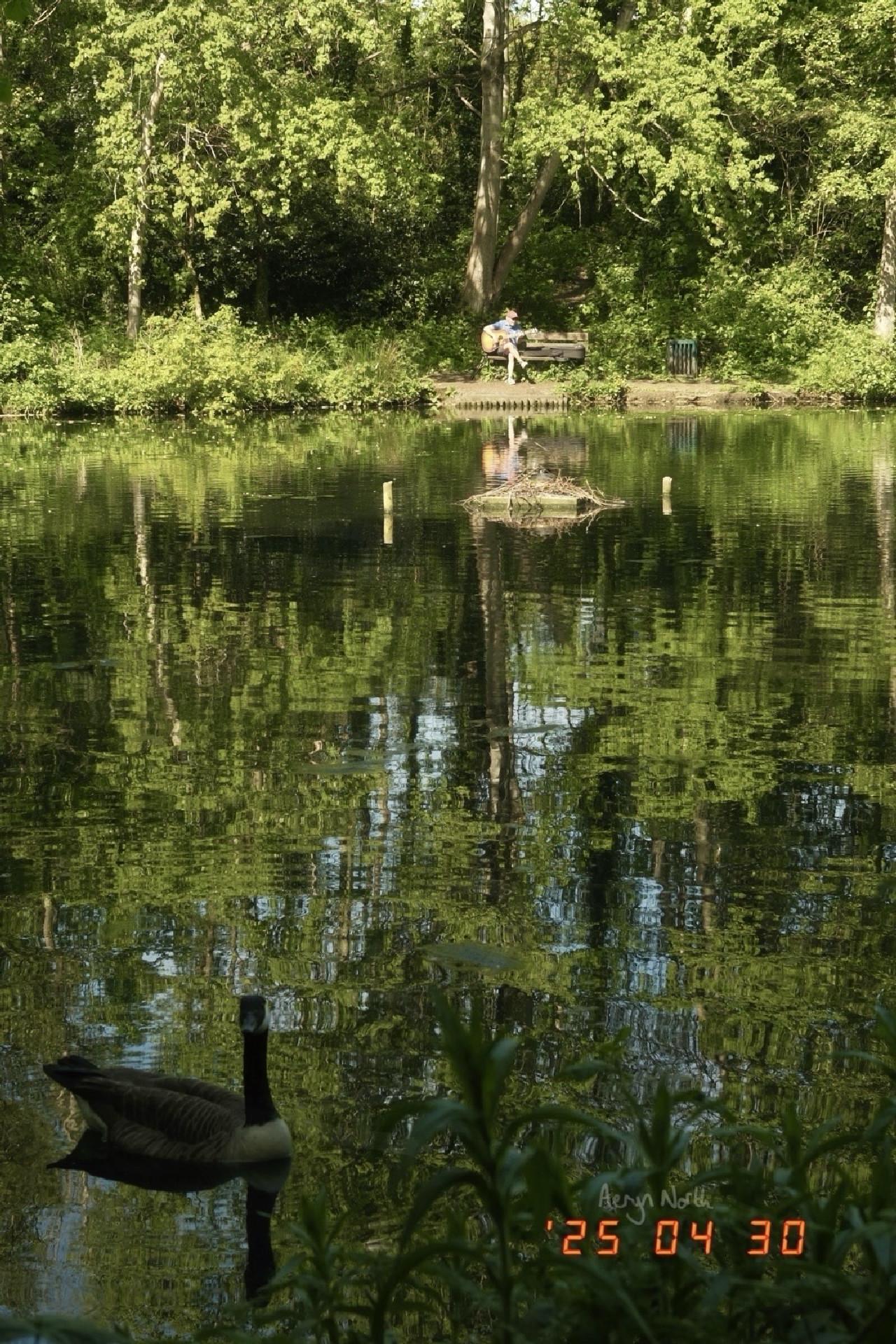 Across a pond, a man is sitting on a bench playing acoustic guitar with trees and foliage behind him. In the foreground a Canada Goose is floating on the pond facing the camera.