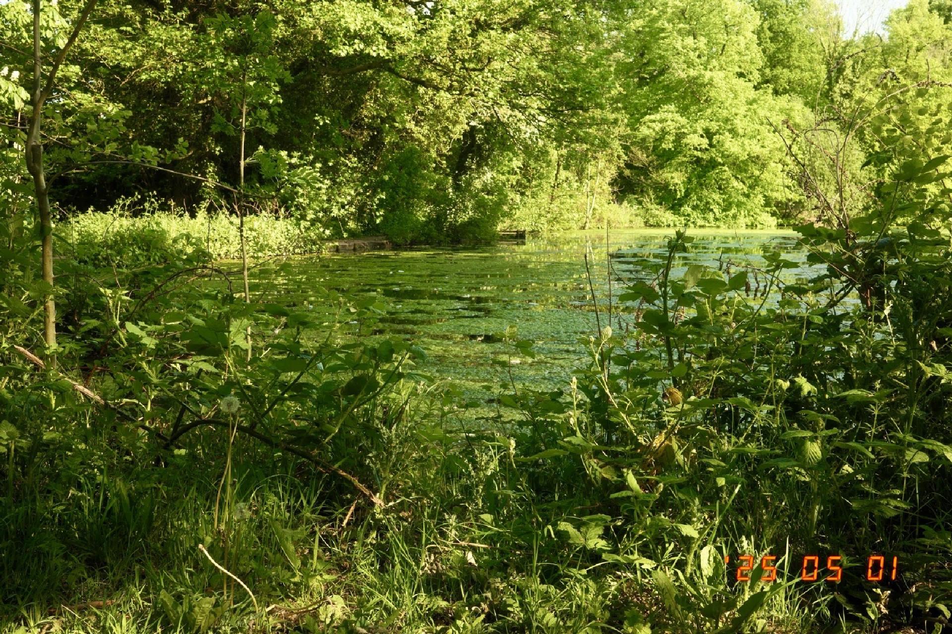 Looking across a pond, surrounded by vegetation. The pond is covered in a bloom of pond weed. The image is very green.