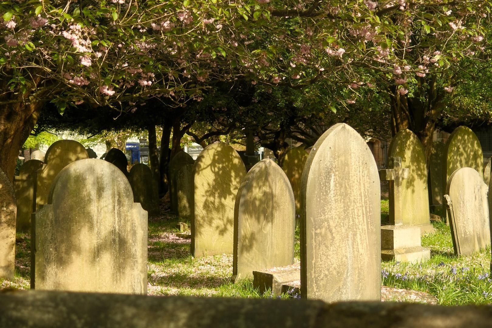 A graveyard of gravestones lit by sunlight and with shadowed areas in the background. Blossom trees shade the gravestones.