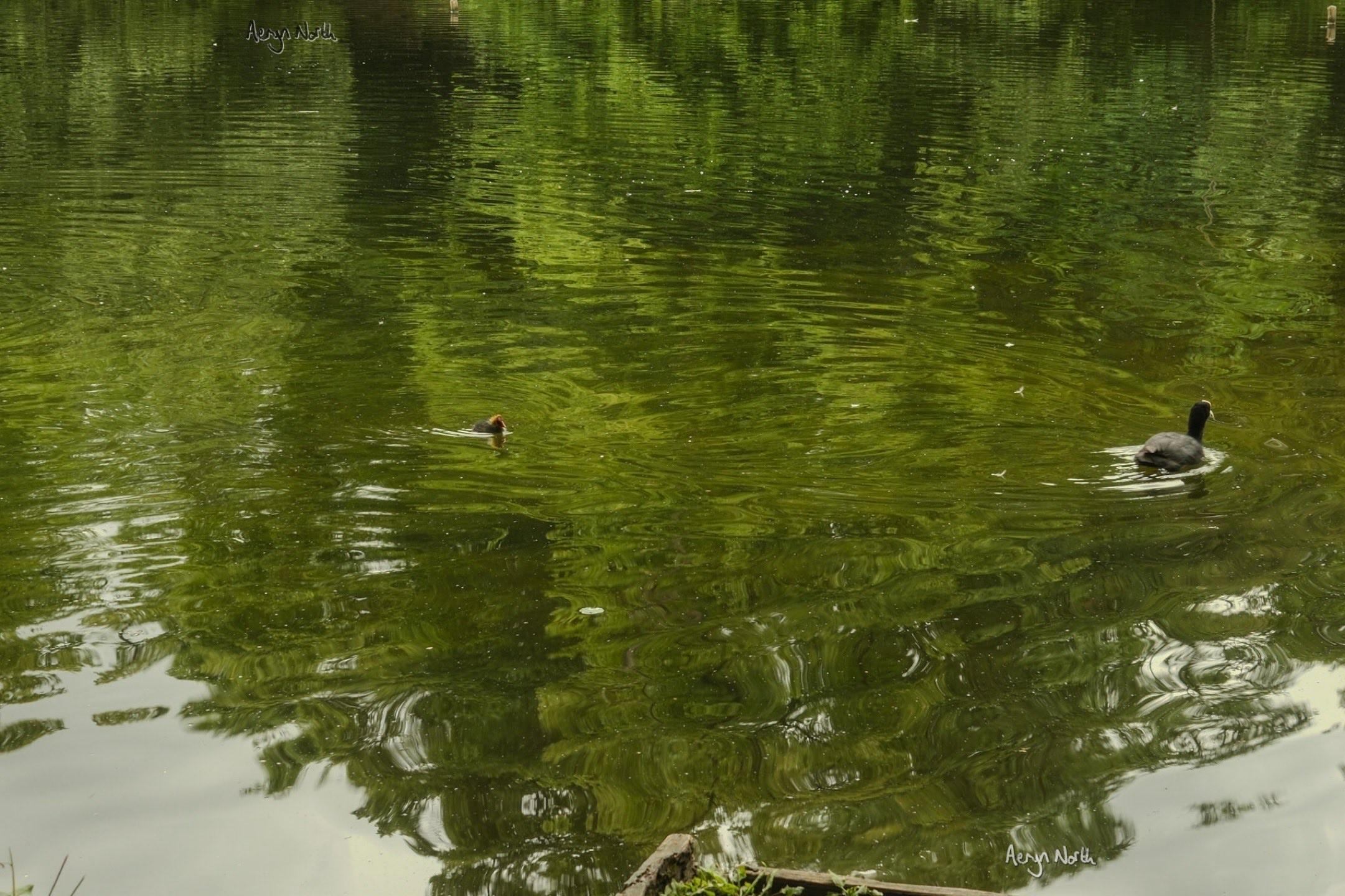 A coot chick swimming behind an adult coot, with green foliage and trees reflected on the water.