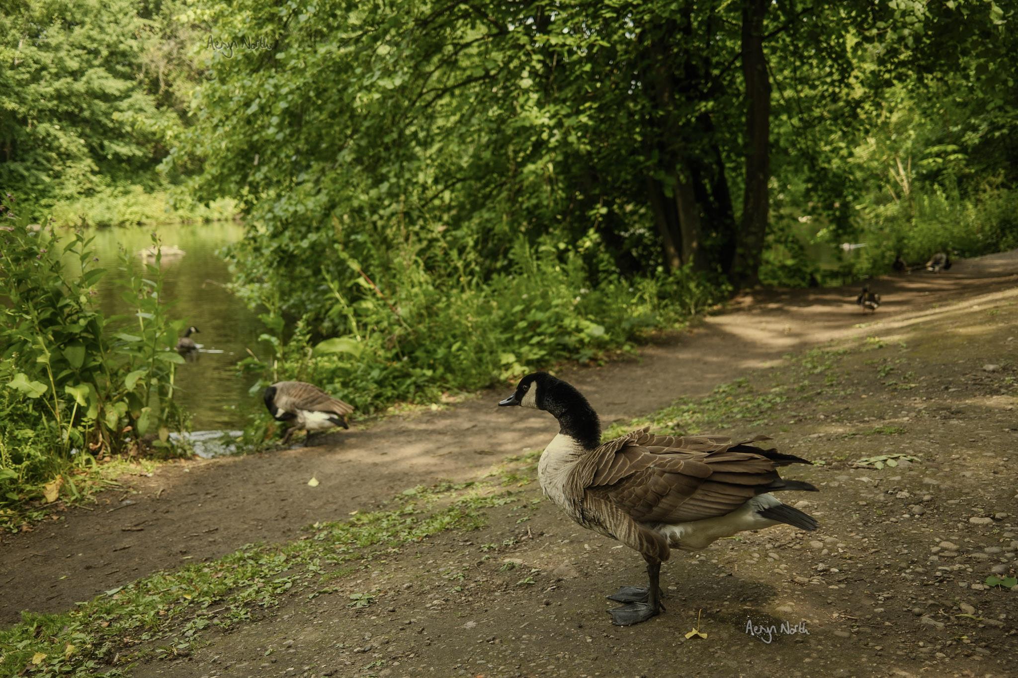 A Canada Goose stands in the foreground with slightly ruffled feathers. Foliage, more geese and a pond in the background