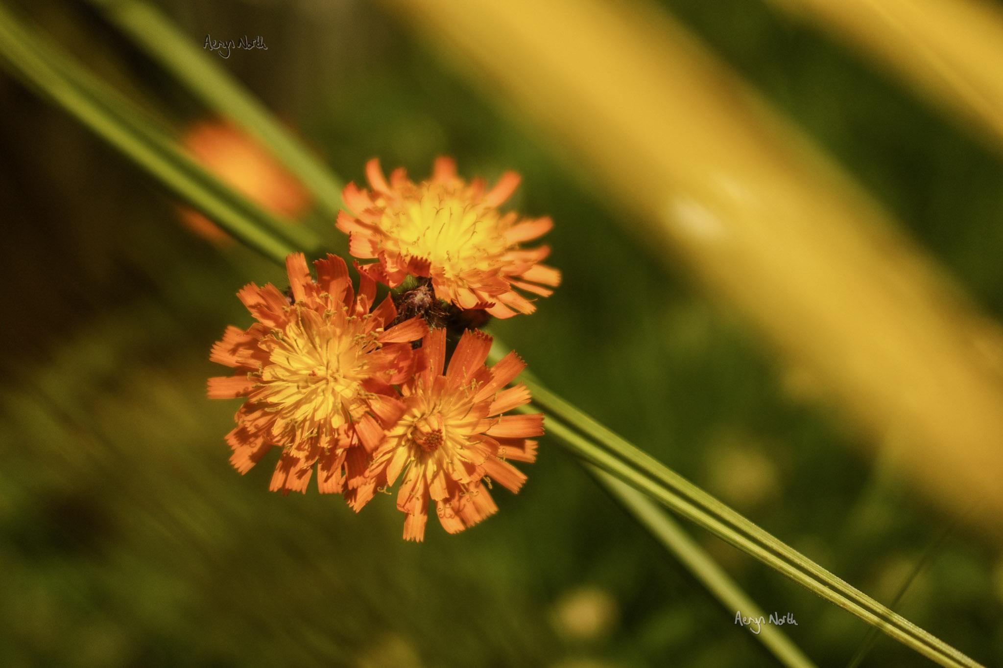 A close-up view of orange flowers in front of a blurry green background. Thin grass blades cut the scene diagonally, and out-of-focus yellow streaks light the frame on the right hand side.