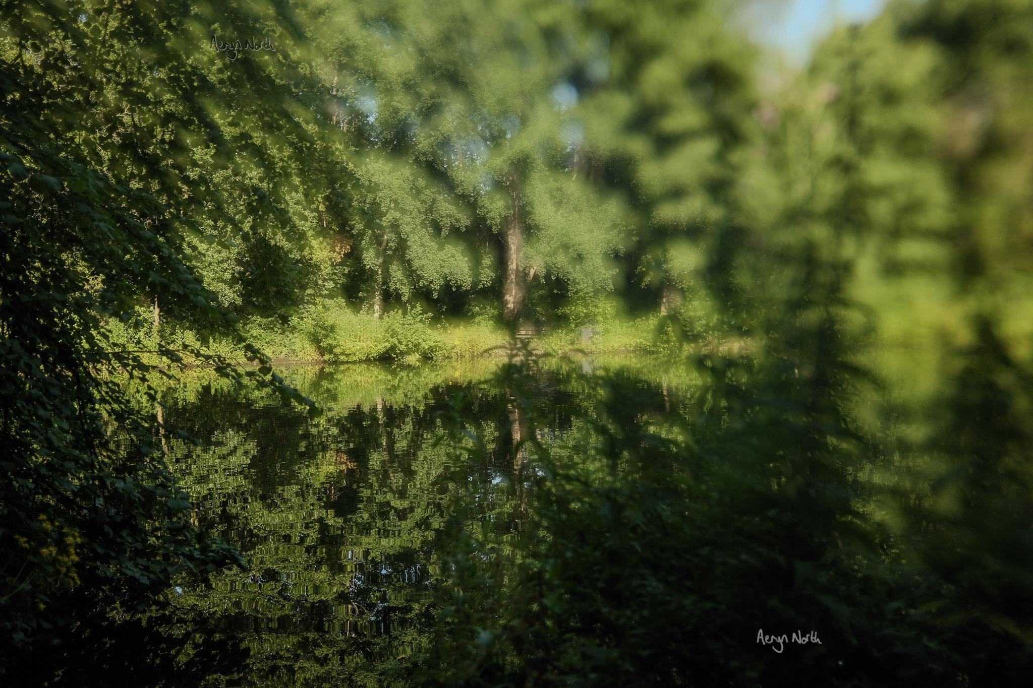A saturated scene overlooking a pond surrounded by and reflecting bright green foliage and trees. Half of the image has a blur effect.