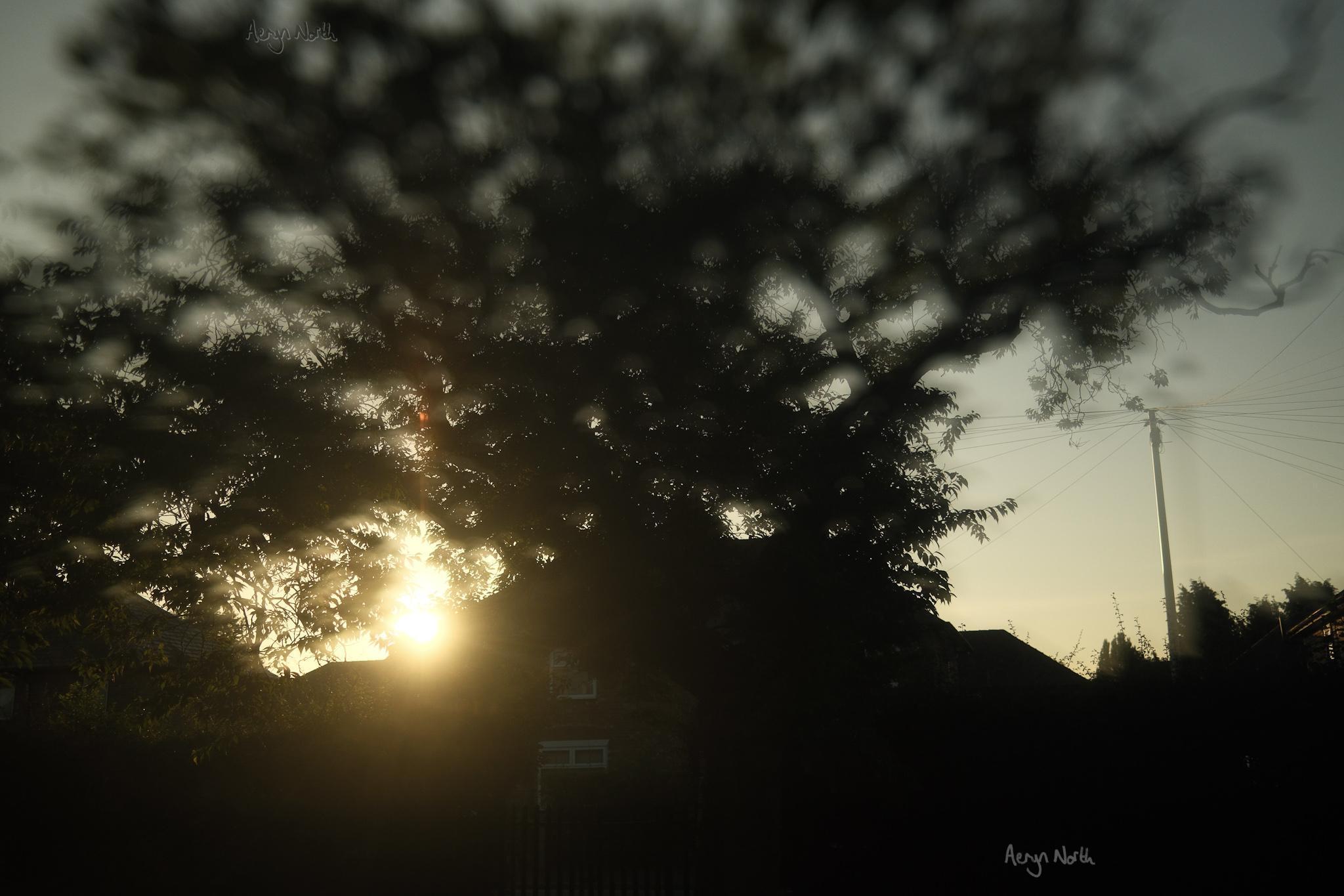 The sun rising behind a silhouetted tree and rooftops. The tree is blurred by a filter.