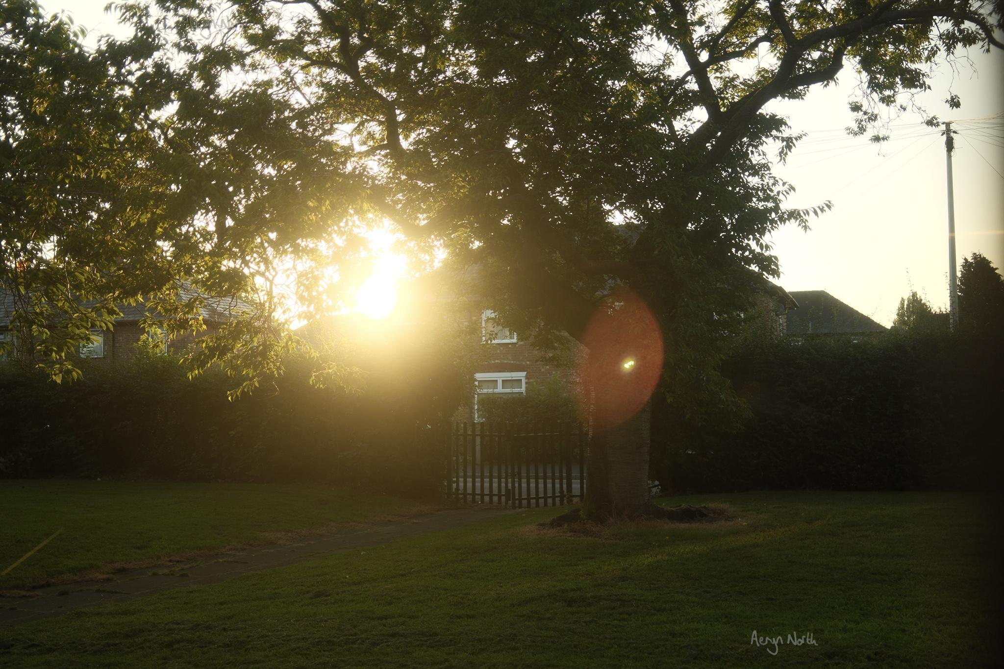 The sun rising behind a tree and houses beyond a garden with a gate out to the street. A lens flare covers a large part of the image.