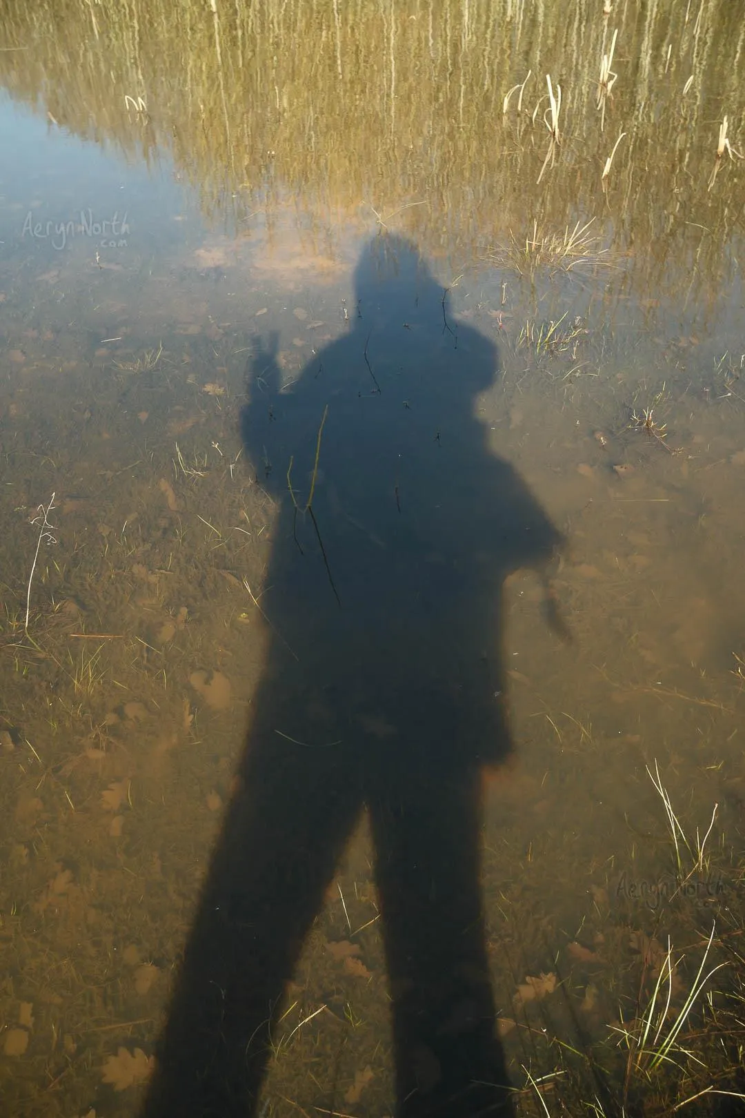 Shadow of a person on a pond with grasses and trees reflected in the water. The person has two fingers raised as a hello.