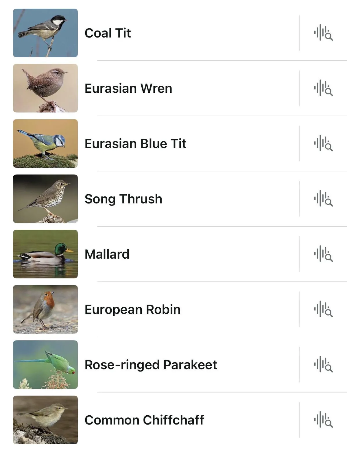 A screen shot of the Merlin app on my phone. A list of various bird species, including Coal Tit, Eurasian Wren, Eurasian Blue Tit, Song Thrush, Mallard, European Robin, Rose-ringed Parakeet, and Common Chiffchaff. A thumbnail image appears for each bird.