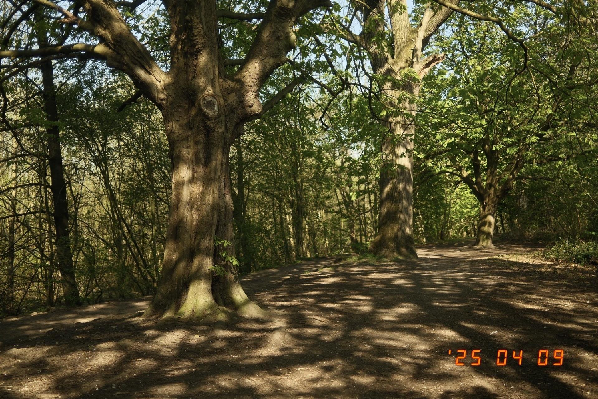 Two trees in a cleared dirt area, surrounded by woodland and bathed in dappled sunlight