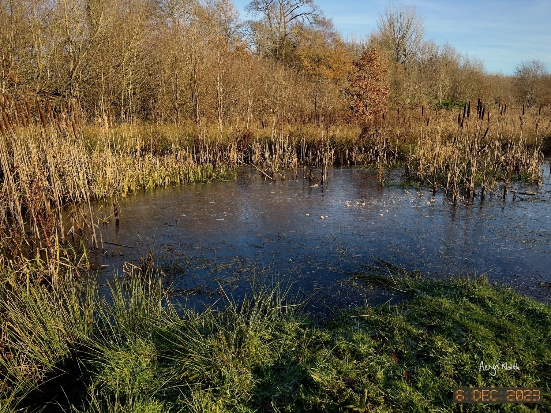 A view of a pond with bulrushes. The water reflects the blue sky. Grass in foreground.