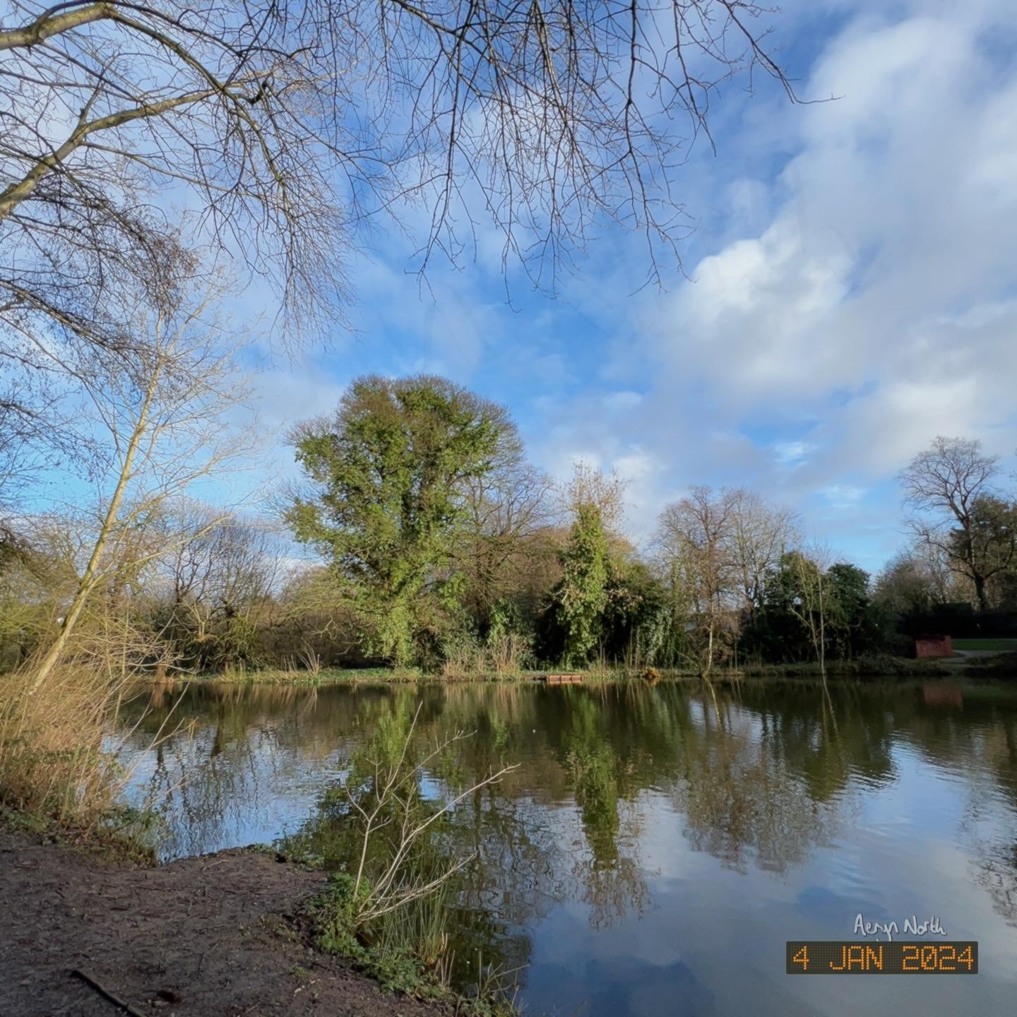 A view of a pond surrounded by trees. Most are bare of leaves. One is covered in ivy. Blue sky reflected on the water.