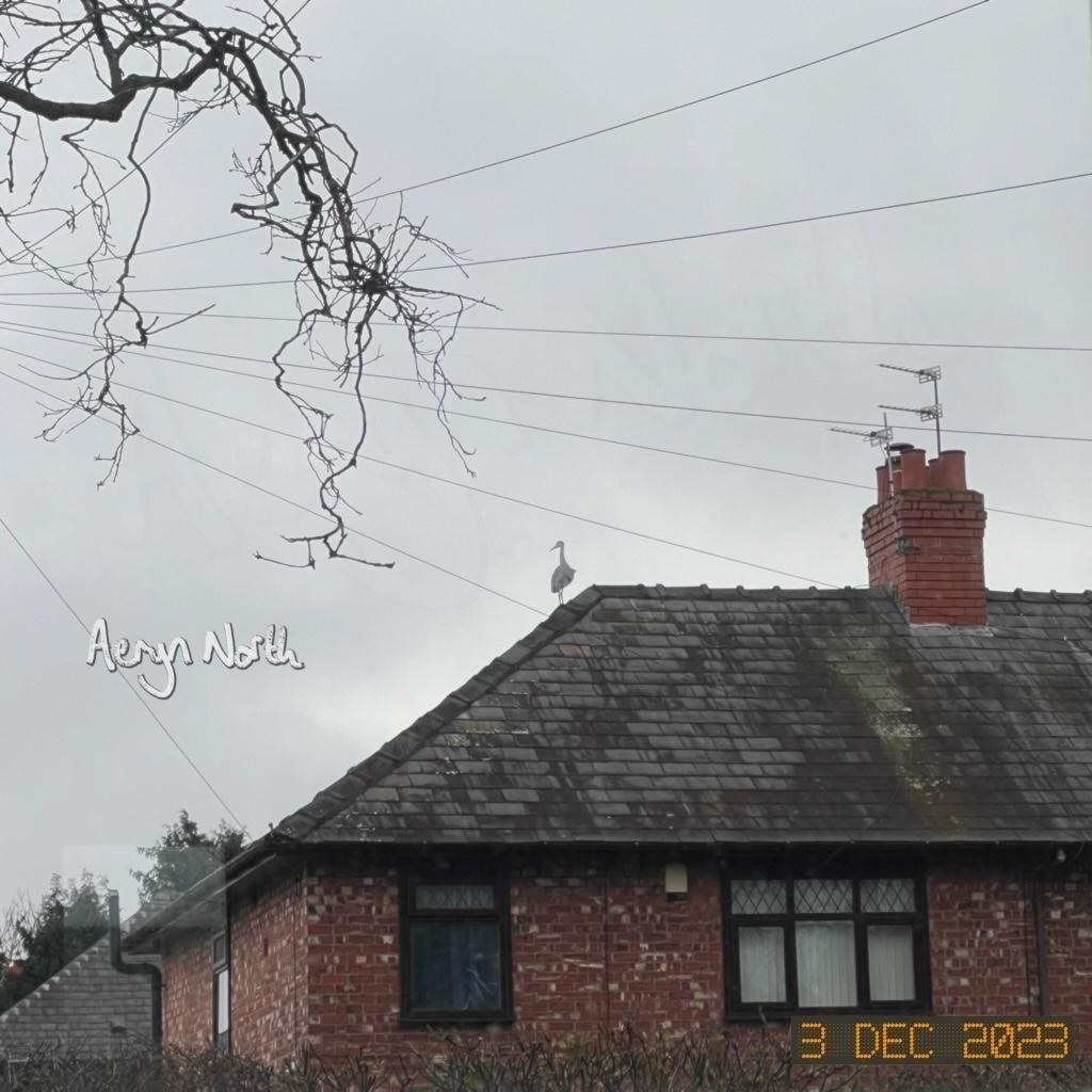 A view of a house with grey sky above. A heron is standing on the roof.