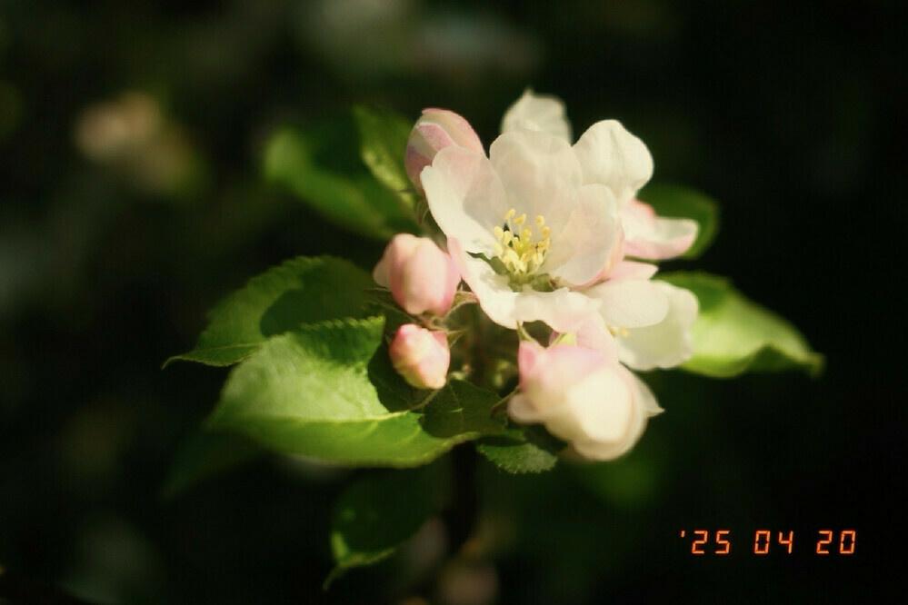A white blossom with pink buds and green leaves around it