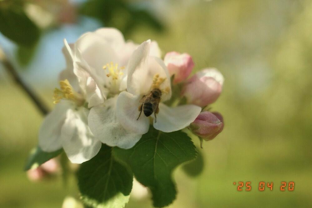 A bee on a white blossom surrounded by pink buds and green leaves
