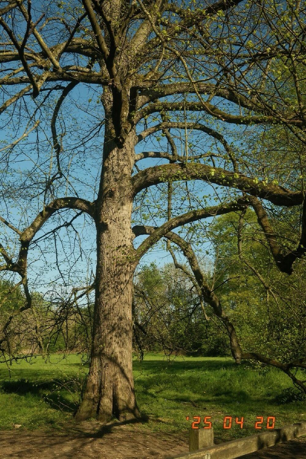 A bare branch tree in a field with green trees behind and a blue sky. The branches of the tree are drooping downwards.