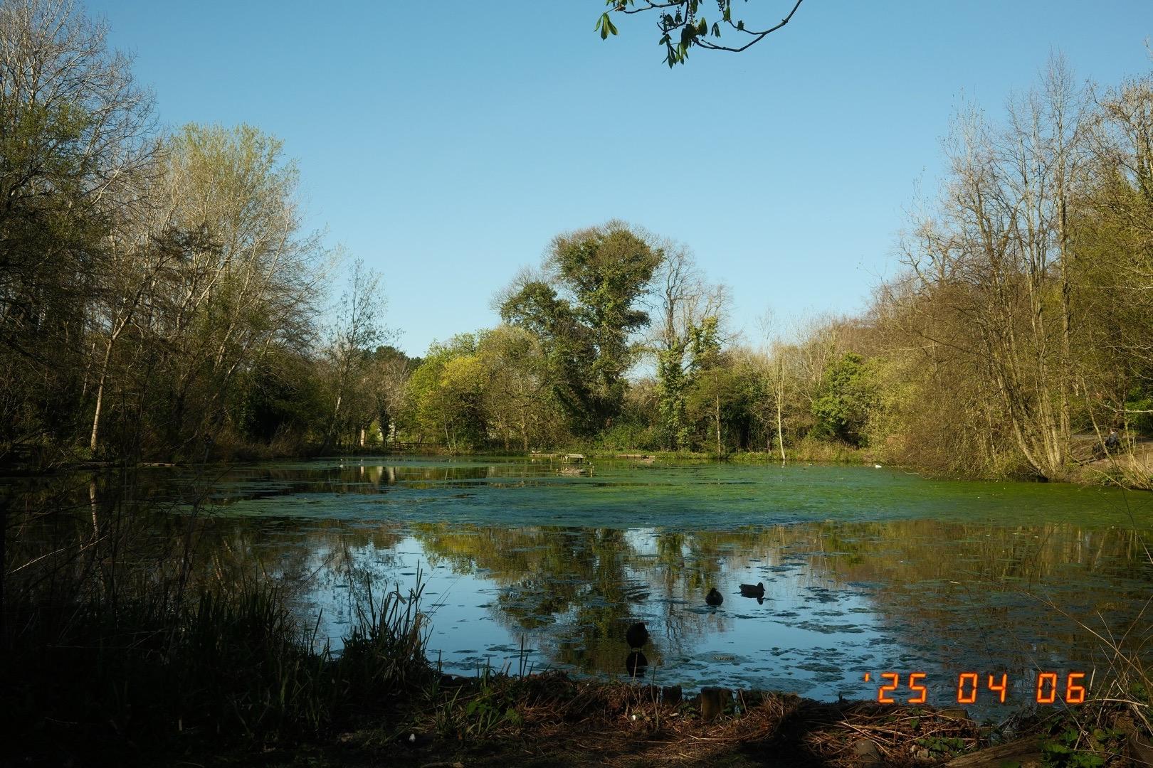 A pond with green pond weed, ducks, and surrounded by trees. Blue sky above.