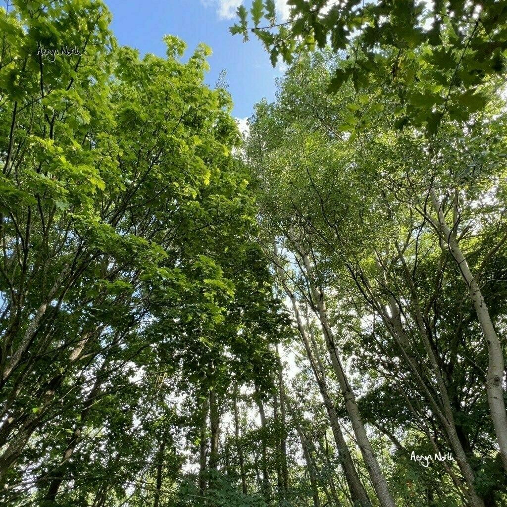 Looking upwards at green leafy tree canopy with a blue sky above.
