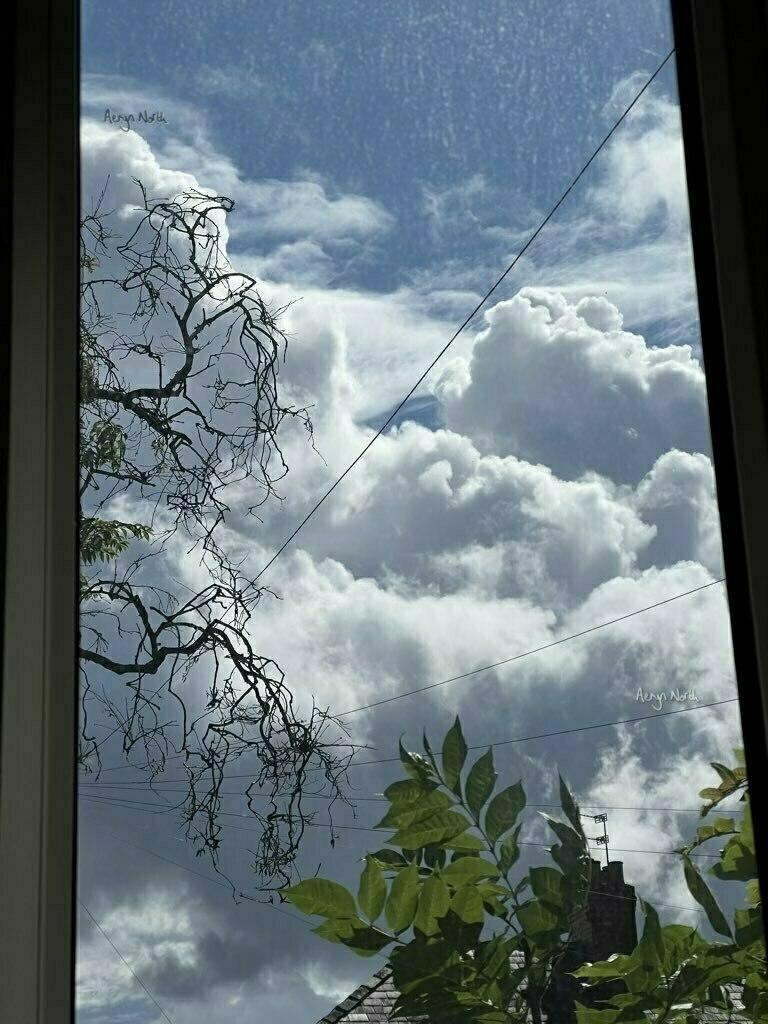 Looking through a window at a blue sky with fluffy white clouds with tree branches and leaves in the foreground.
