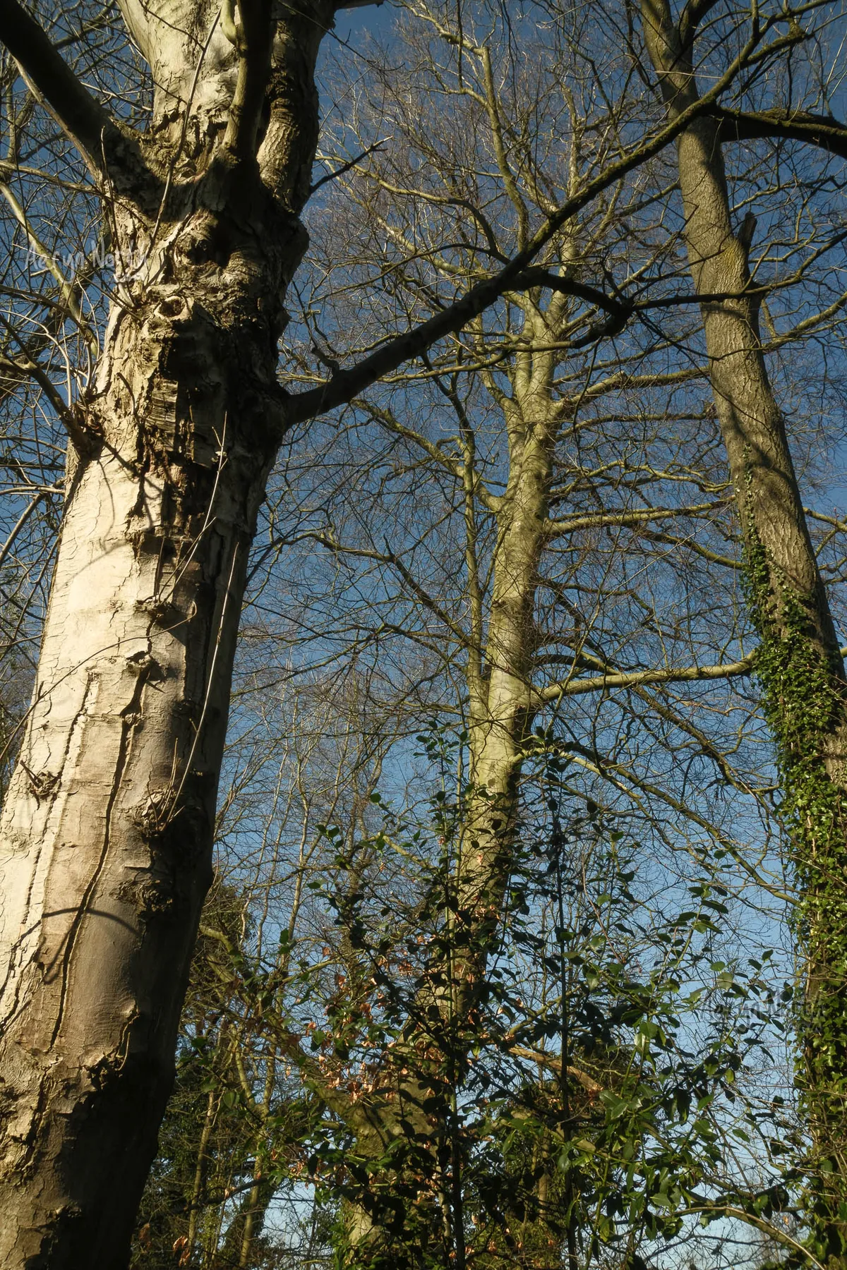 bear-images.sfo2.cdn.digitaloceanspaces.com image