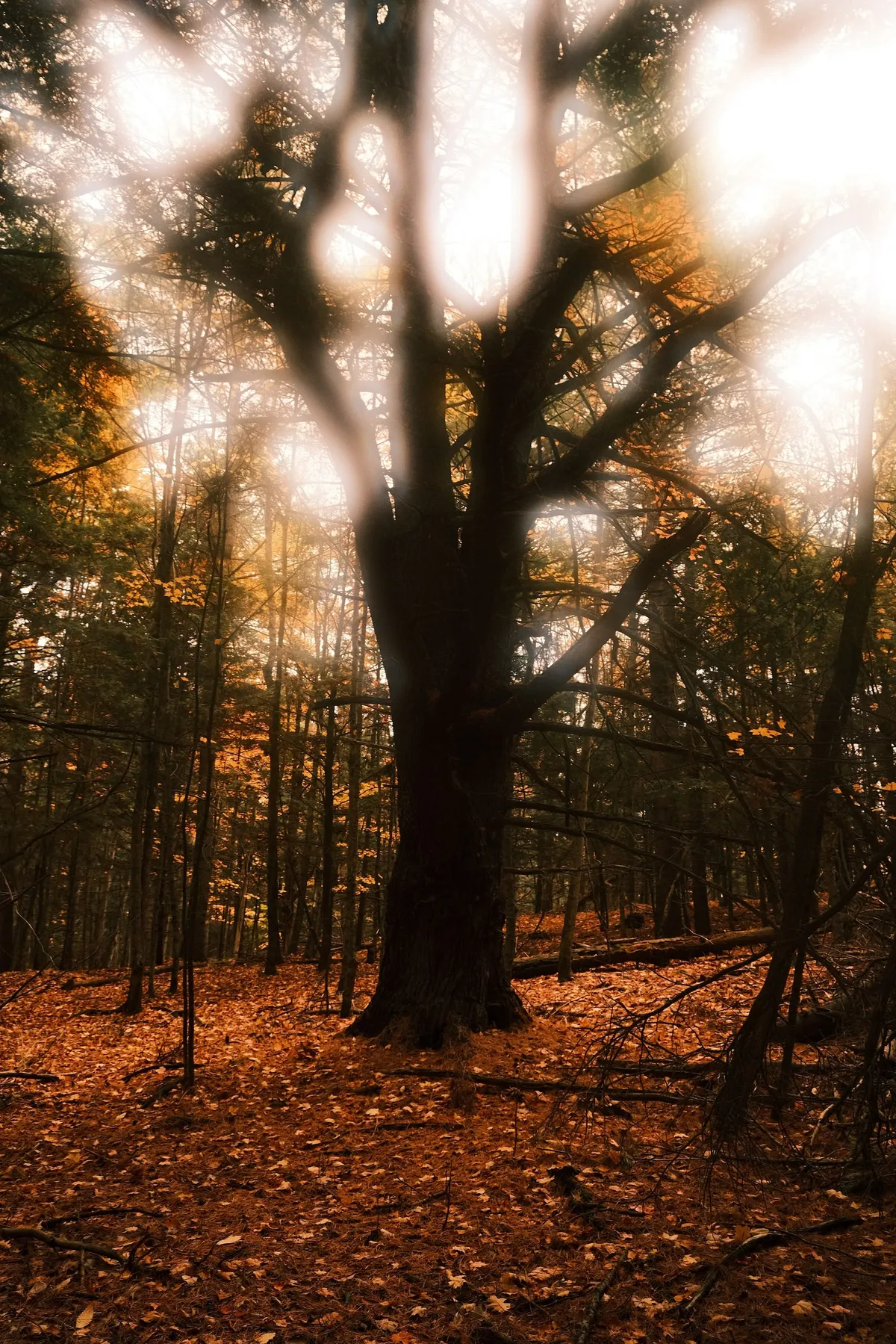 acorrado-DSCF5112_30b1ecb26d547c836790000cdbb187d41dc64701726c4730cbb49d72e834f2b3_7b7a58b556196650109df5a70d4bc921c7166c13050351d652f35e493fb1cbd1