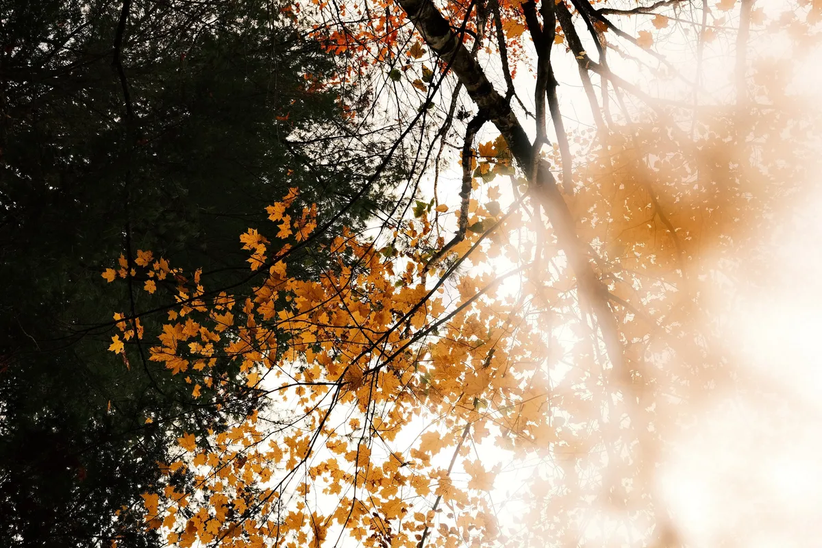 acorrado-DSCF5120_bf2a18fa86d19950e9d4a7b9e0520481b4df8d1cc0d59e2d2f8c54b88d5fad59_66bf55cc26f1ffcd915e0e4b736d42db5dfb8c50d75145ddc772c9795f2a2135