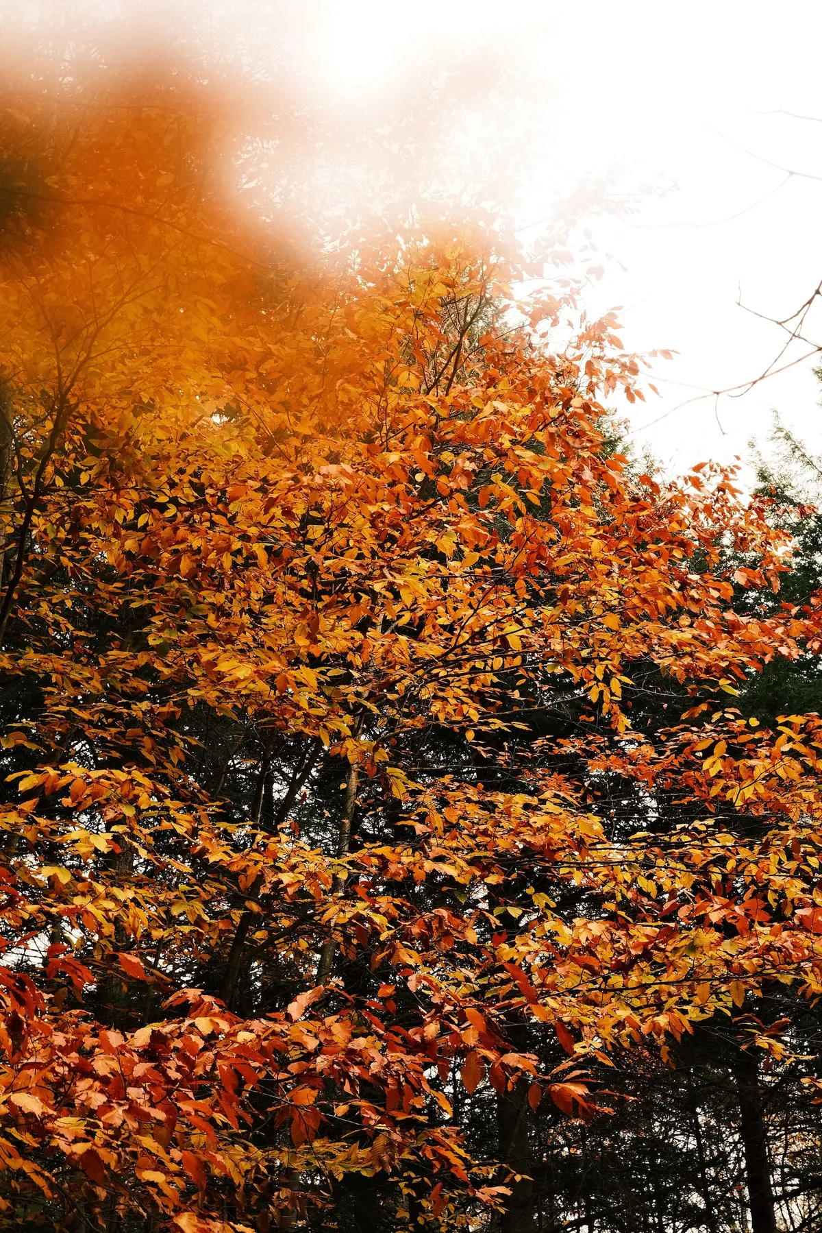 acorrado-DSCF5132_1880fd1ea3da22afd4f0caa560587c09bae66f1eed3a9d556907d696e6200f8d_7860e9b0aeb3c6e431d8836a4a1c7485004e45d2dc25d937cf8004e6ea5c30d0