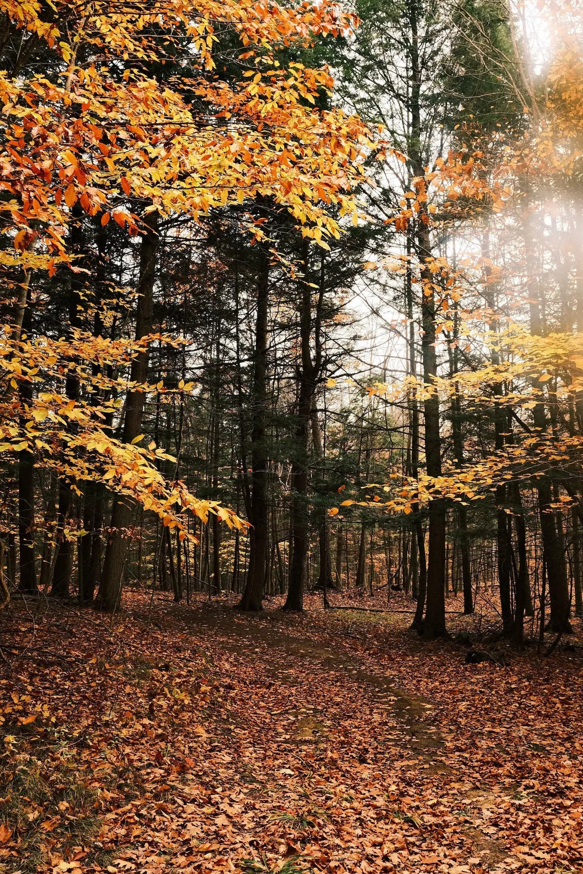 acorrado-DSCF5134_c6e4f078565eec23de40f00677a37bb01a00bc8f76563dc092db2f81ebf2d8da_efbab81823e950ea718552b28948faaac48d4e567d14083cae02d1734d8680fa