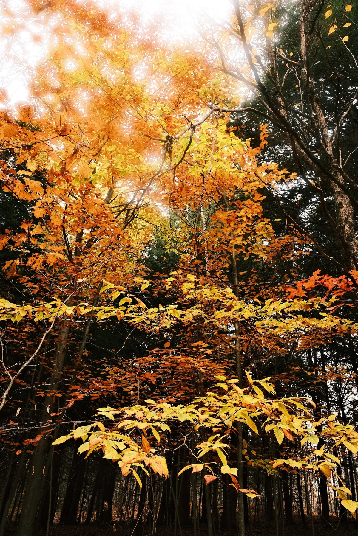 acorrado-DSCF5136_f6c1c9b6523fb0d689ab45f233008de6c48e2e38d5f5789f675fa3d341adf45a_bc6e58bda086e4557512630822477e37767362940f16b93d9ae667fe9663332e