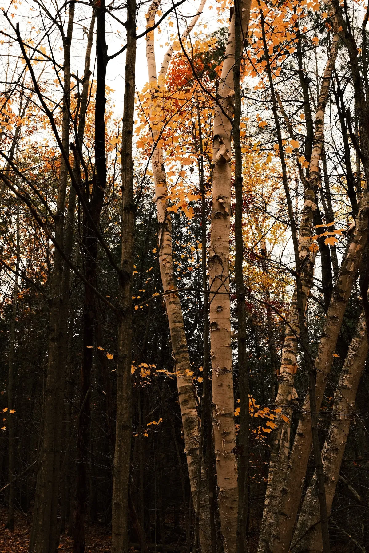 acorrado-DSCF5138_7fe2418823e97cdf0904ba883444f858face611206caa8165191632a55bf6dc8_3db706f030b100620177809f2ae6578c2330ab19e06b032ede8360c846efe19d