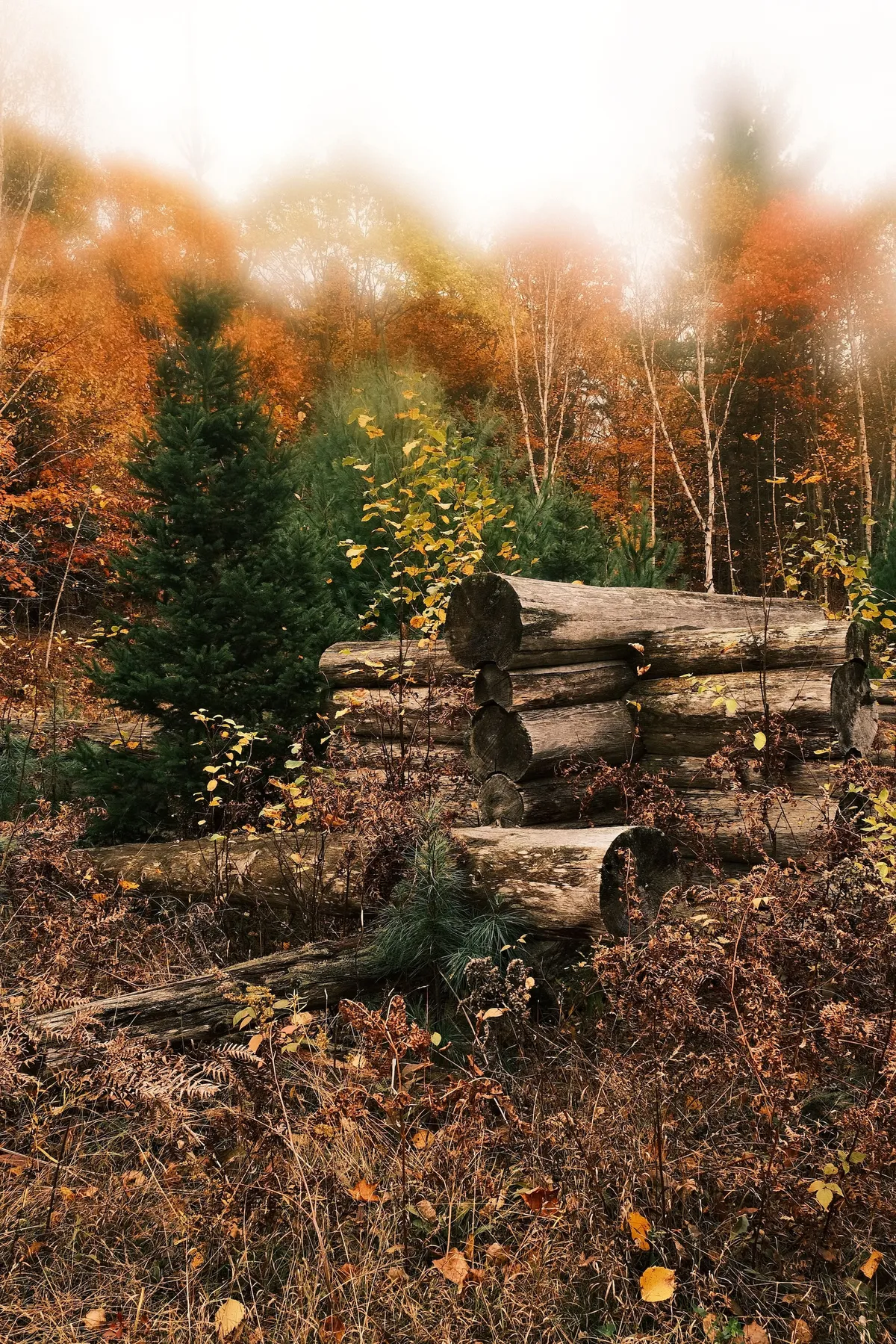 acorrado-DSCF5143_2fa8cdff6f25d200db5ab074bcb99a0d55bbf86348d3c065965aeea0ae5db3f6_86bb8118e00355789fd81378084595a707d3d349ec6a2b96b67fb16d56b17970