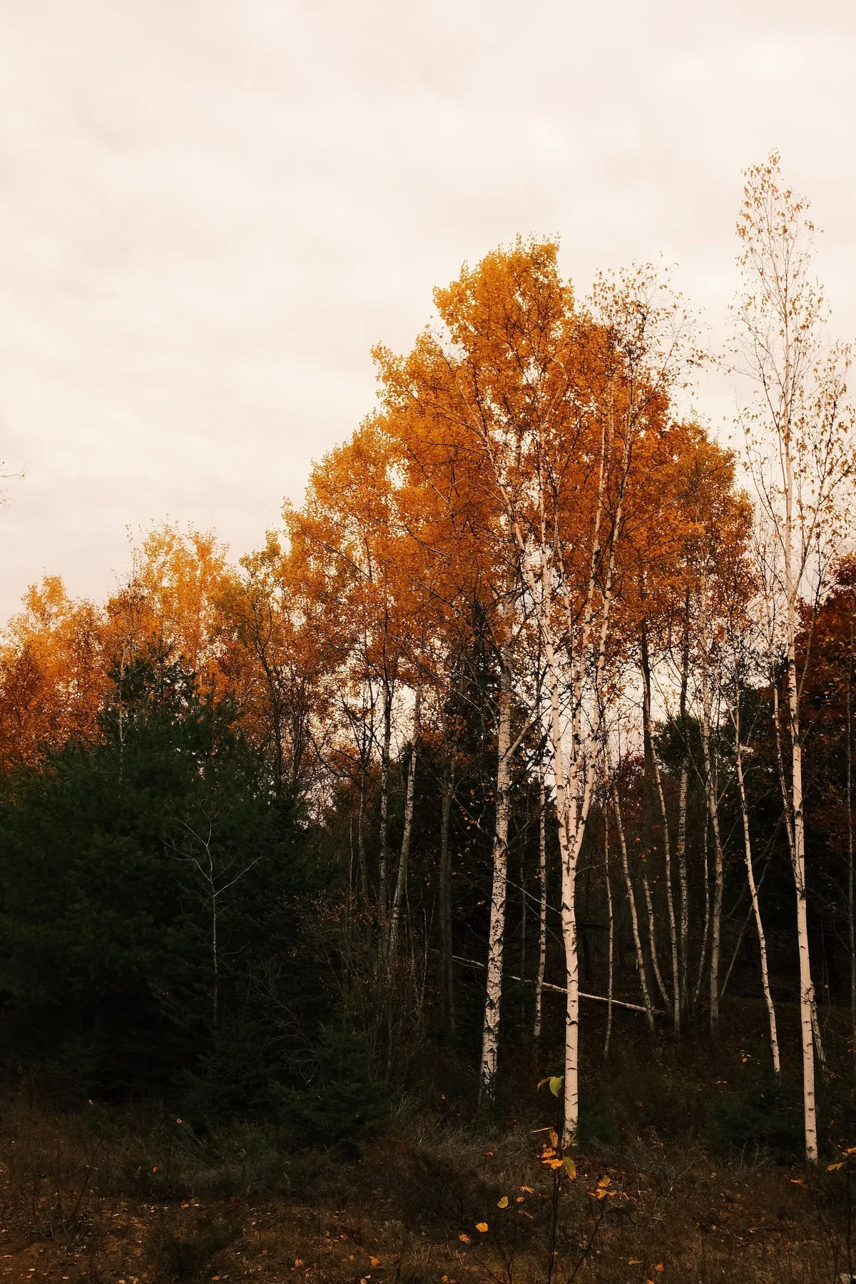 acorrado-DSCF5144_dacabd088517461c717cd9fb65ed47db220e373473ecdf8781473f9fd1ce28c9_36a3dae272014c679f194dce933c84b47c078579cd17c7fa4c29ff5d63fe1e3f