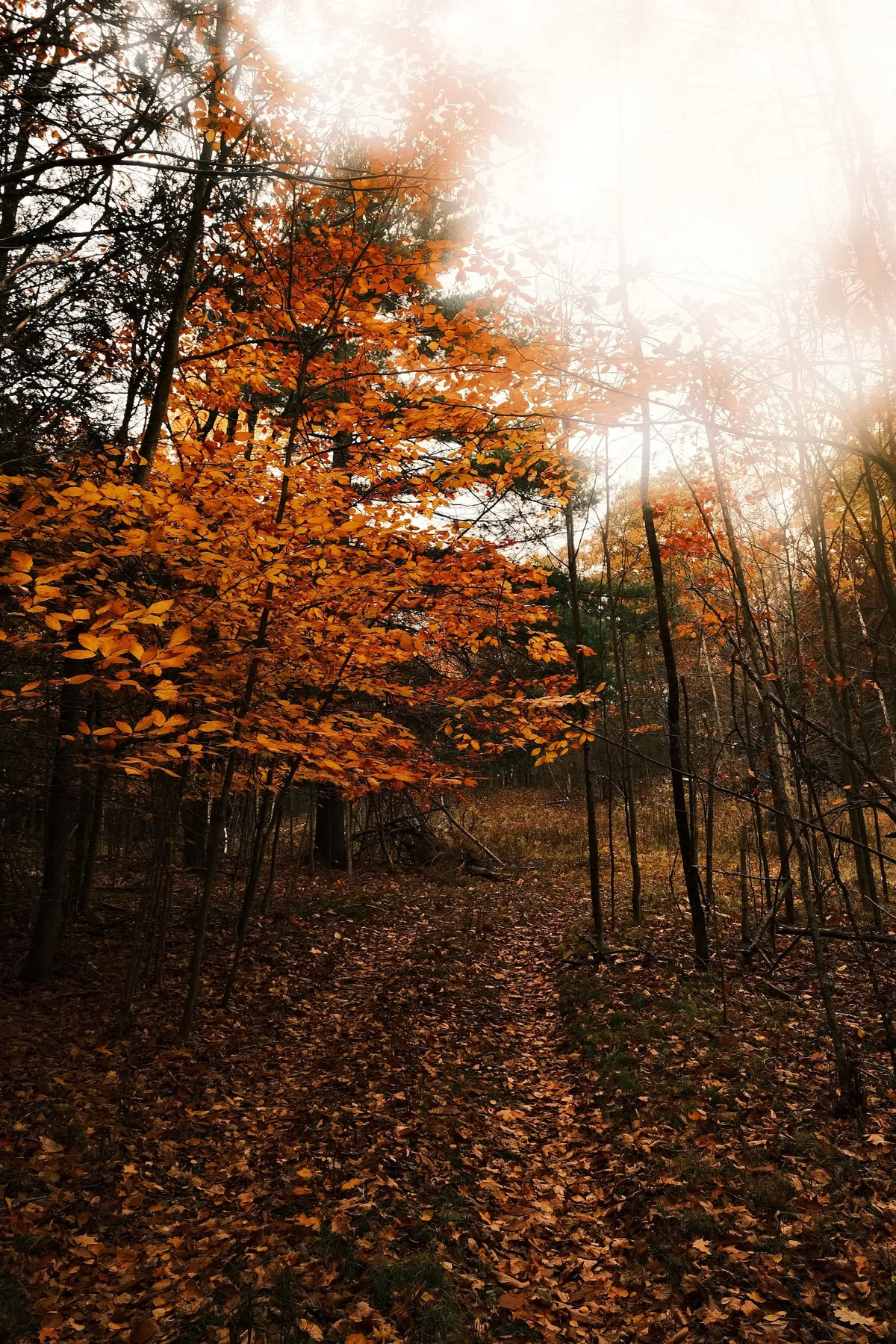 acorrado-DSCF5168_46bc6ee484a89e7afb5a7cda9914044491228604f1cbf5ed0998d5a86936f0a2_25bd4180eff7a60970aa5b17dc10f7e8413d08313c304d105640e7b536f40886