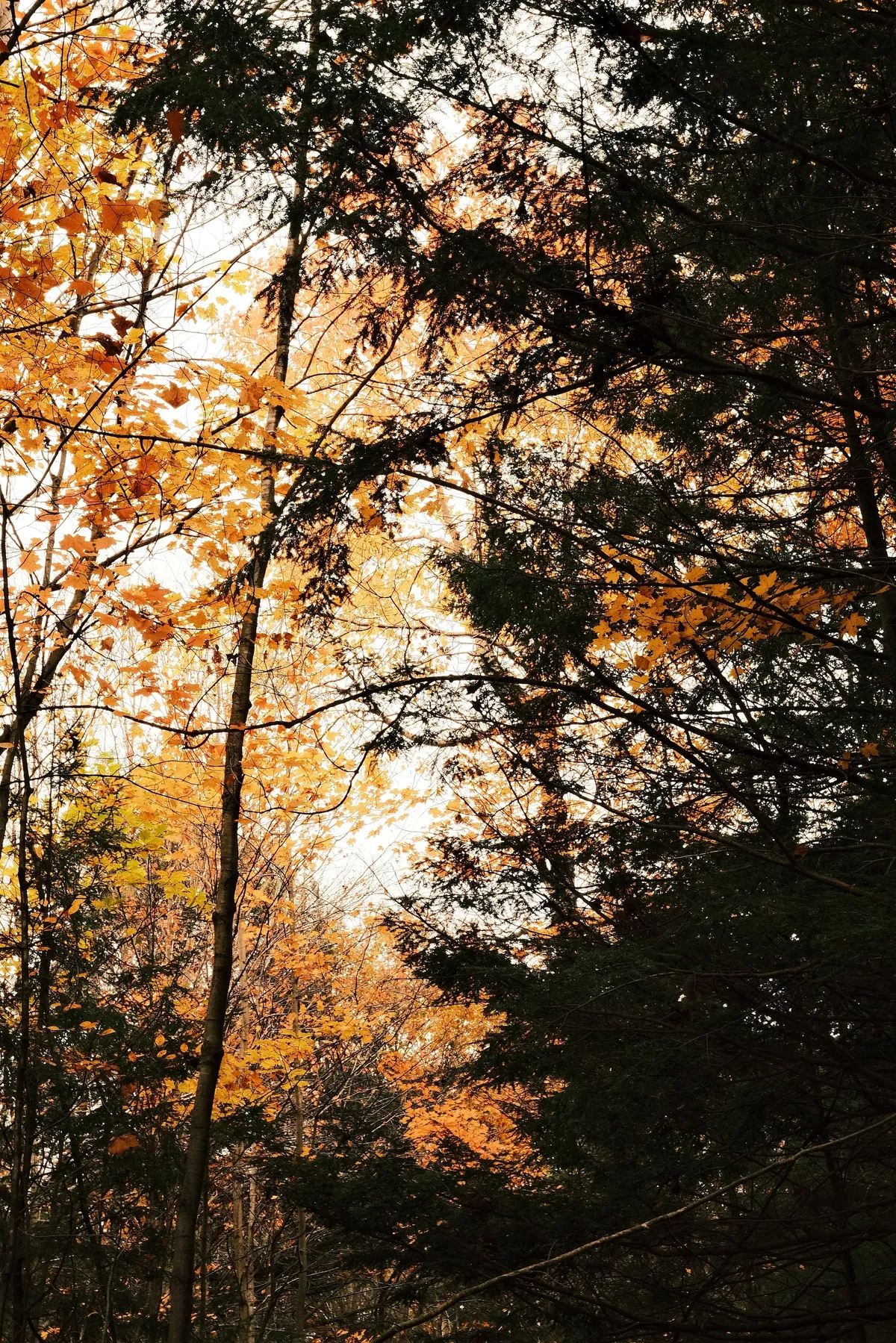 acorrado-DSCF5177_2434bee3a9fdce0e7bdcb52d546241d877ef0137f256534a4e5908c02b43b397_0f084da34bba5e16d3c1694fdf2a6fe0f73d136d45079778205c7852de5840a1