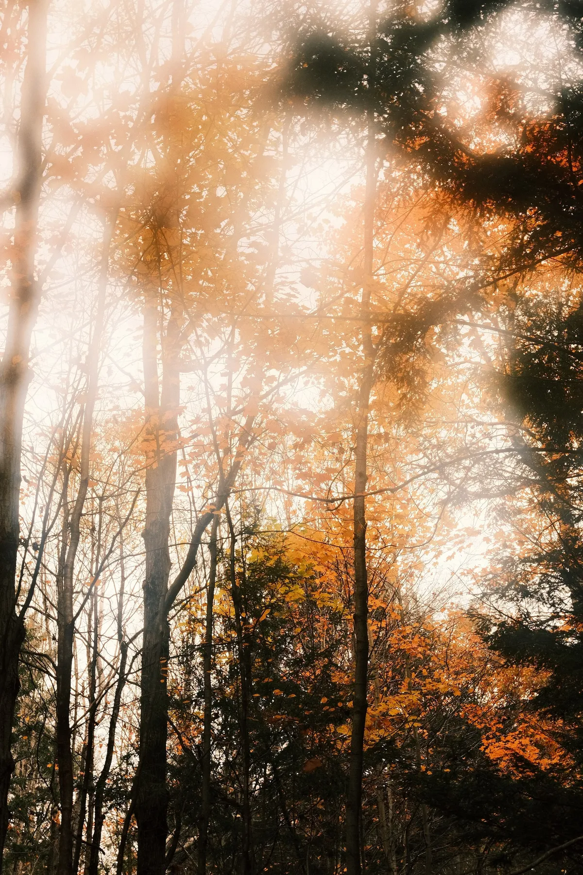 acorrado-DSCF5178_95e9c98a0f5bc3f56450fe087886c0cb8bad00cb2b579bf92d6904a320d85282_bdb341880331ab00c36c81c9ac465c6f1fce3bc809fd676bad5cc21ef5b20667