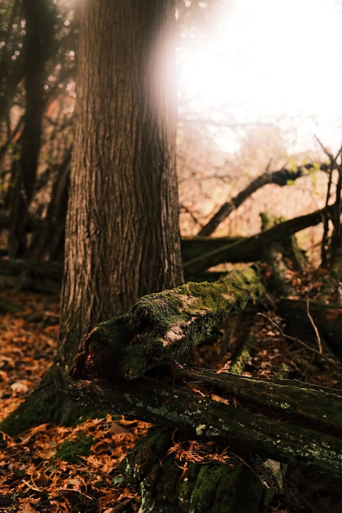 acorrado-DSCF5208_3cde2a7a80e4f8f0173b1436dc82e3ea81d6181f0dad426449708ab35b899027_5edd9d4e8e128ec9a2c12e6143dc2d1088fdfbd705b3307e173671a0faca413c