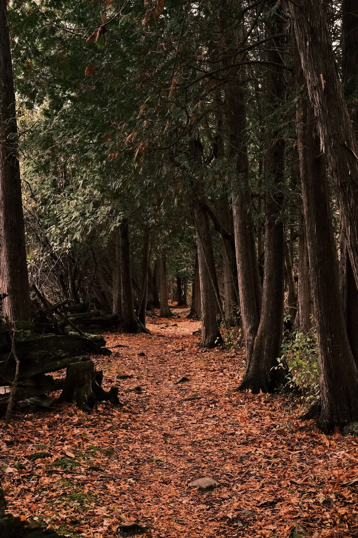 acorrado-DSCF5211_b0d5be4f74a0e5b9f335ed3b23165e3a0fd8fff1d05df7e7950af3816e7d1901_3f86a3fecdecc14340bb7a050c22bac0d24d3cf46cb809b5f17c5f38cce4816e