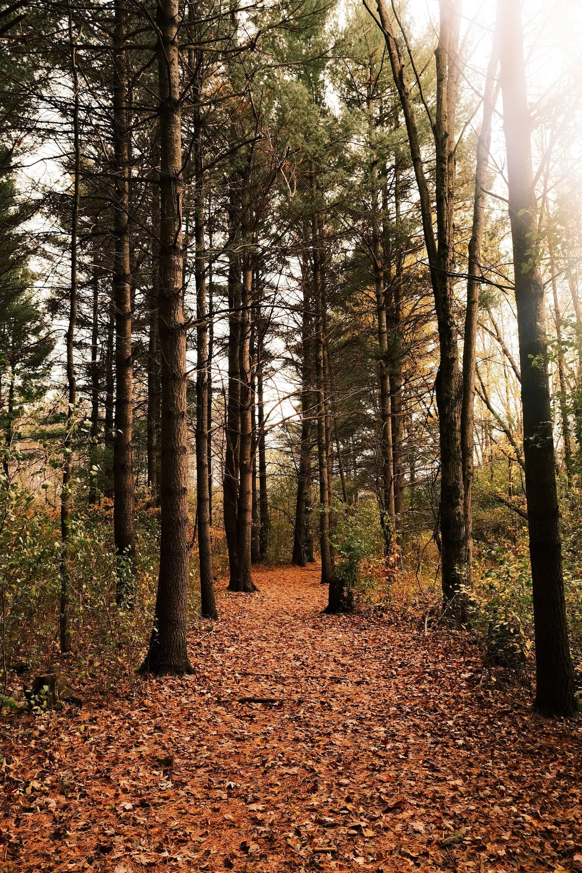 acorrado-DSCF5218_91fc48ef37d49024469bb92a235967d5676f1ba78c3389fa2df9495b1e7db530_9ad66be24de1e3b7efdd7c38c038992be106ae11b0e1203916e39cb70ce8a659