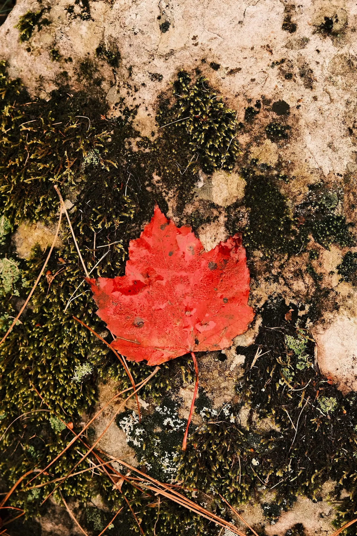 acorrado-DSCF5219_3843b954c74360de5287032a005ab8881b81d076176288ca9690006e714050fd_aba6851923dbb4c3af15789e502503bb02a5fd520a10c162422b4ba1fc3cf3ce