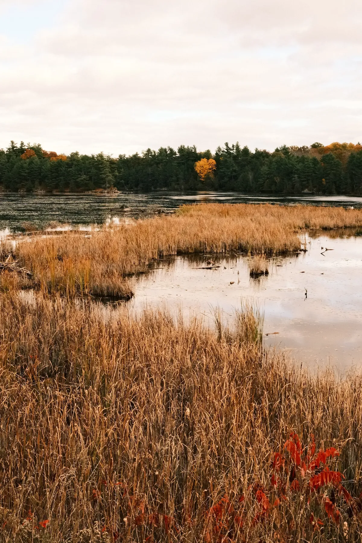 acorrado-DSCF5282_62b05e961fa745e7d2ba84e89a982365580bf2d826239b631d3235eed13ab688_e4161bd78d655e08c31a46e484fb2ec0dcf21711b885d02be22b35def4ee2a9c