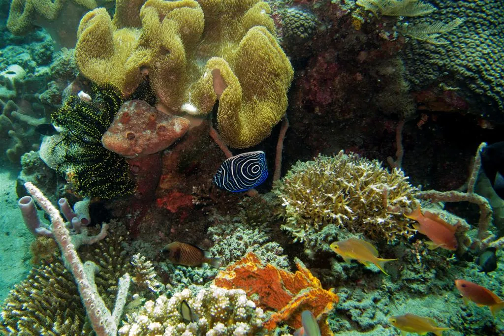 48-EastTimor-Dive1_Behau_Village_19_(Emperor_Angelfish_Juvenile)-APiazza