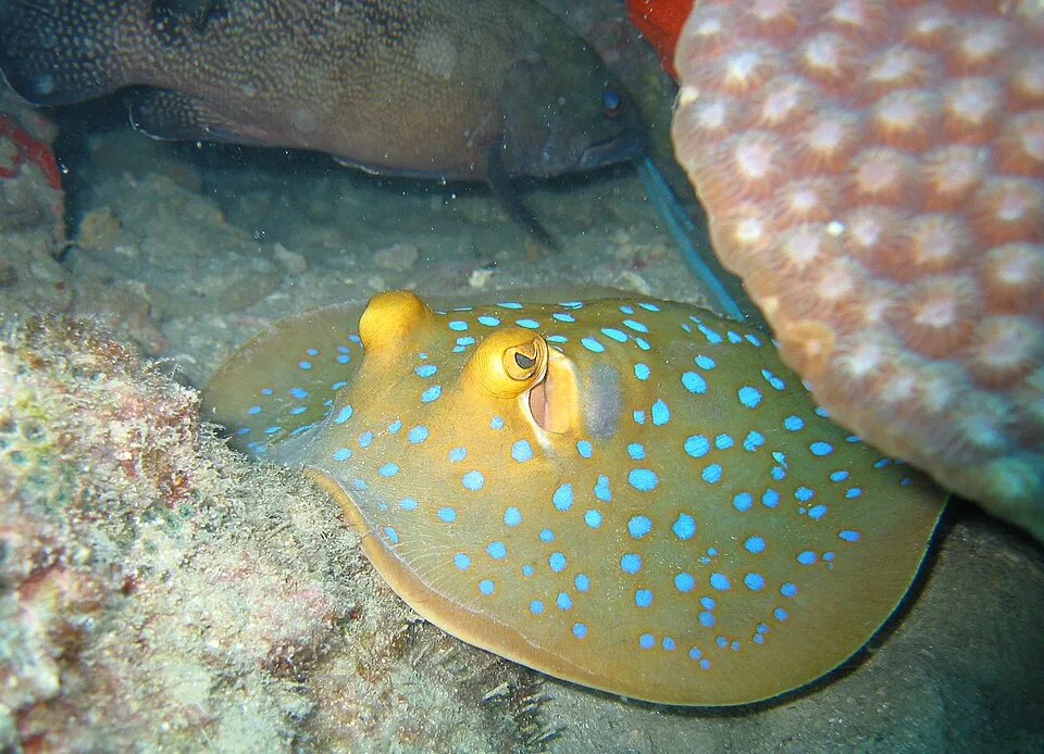 Blue_spotted_stingray