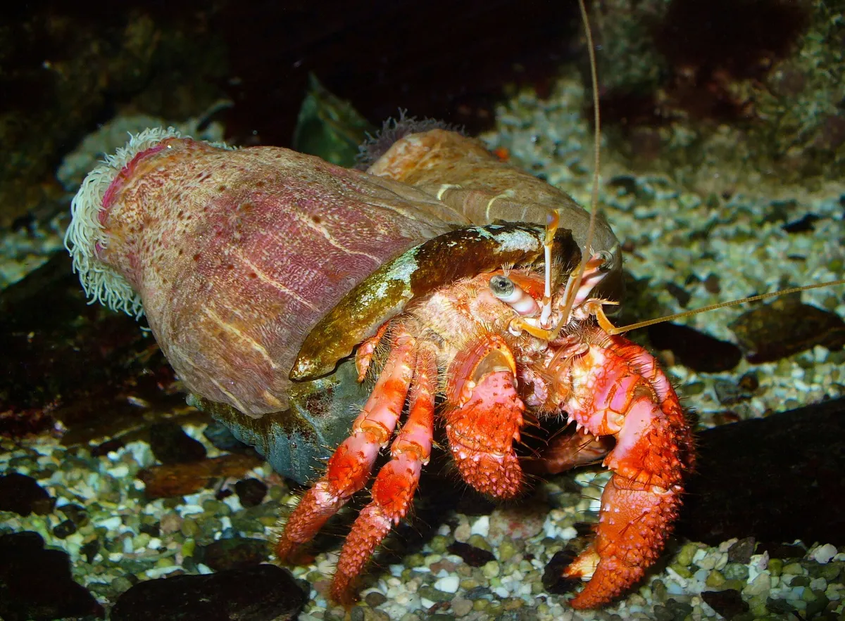 Calliactis_and_Dardanus_001