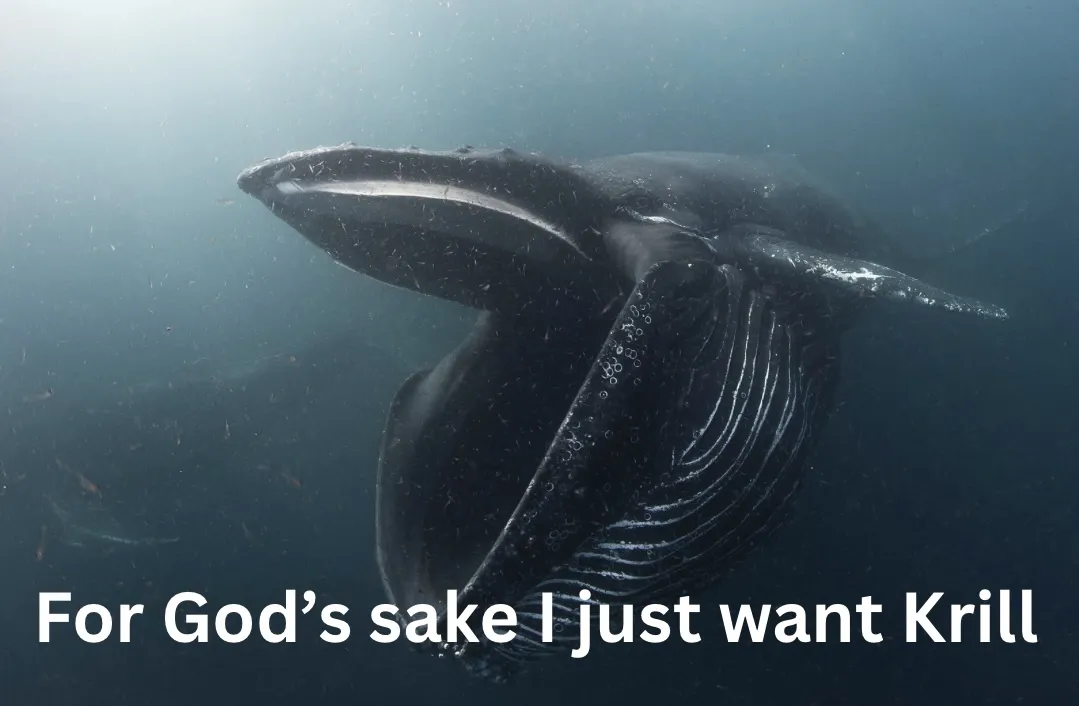 For God’s sake I just want Krill